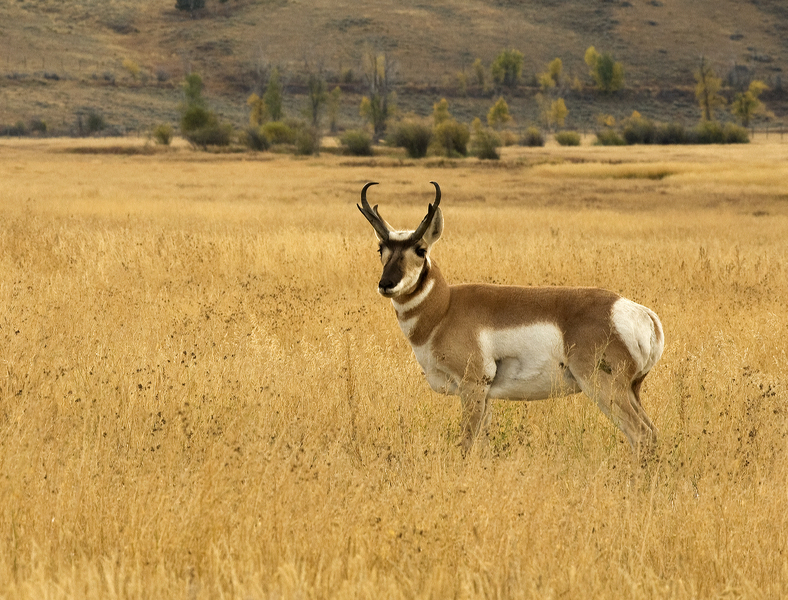  : Flora and Fauna : Dust and Mud - Photography by Dana L. Thomas