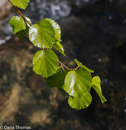  : Flora and Fauna : Dust and Mud - Photography by Dana L. Thomas