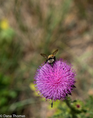 : Flora and Fauna : Dust and Mud - Photography by Dana L. Thomas