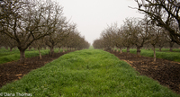 Tule Fog, San Joaquin Valley, California