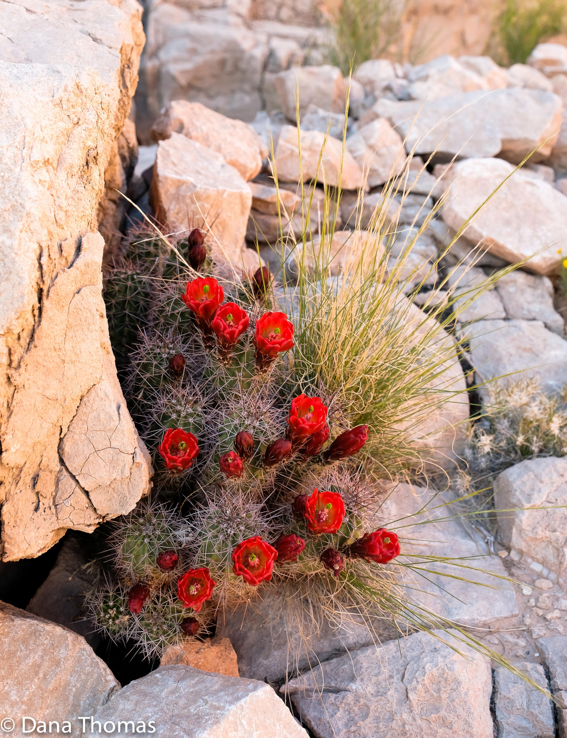 Claret-Cup Cactus, Grand Canyon, Arizona : Grand Canyon  : Dust and Mud - Photography by Dana Thomas