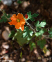 Globe Mallow, Grand Canyon, Arizona