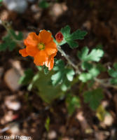 Globe Mallow, Grand Canyon, Arizona