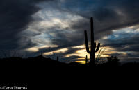 Saguaro sunset, Saguaro National Park