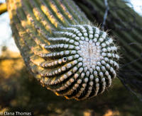 Saguaro National Park